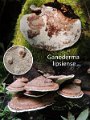 Ganoderma applanatum-amf819-1